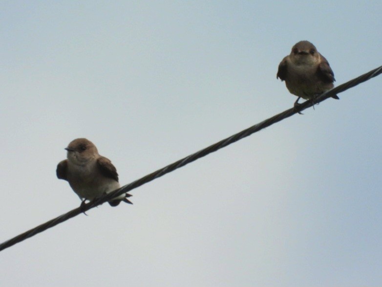 Northern Rough-winged Swallow - ML620221192