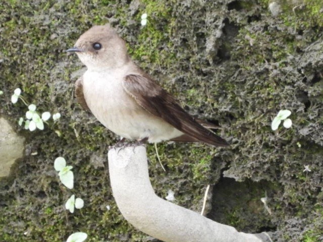Northern Rough-winged Swallow - ML620221193
