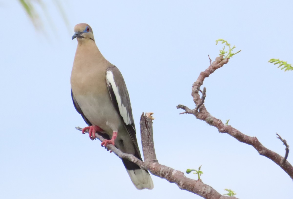 White-winged Dove - ML620221198