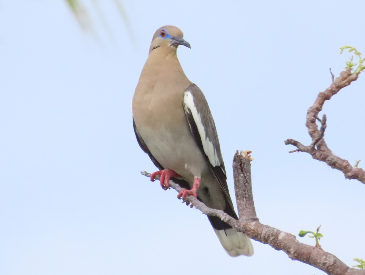 White-winged Dove - Anonymous