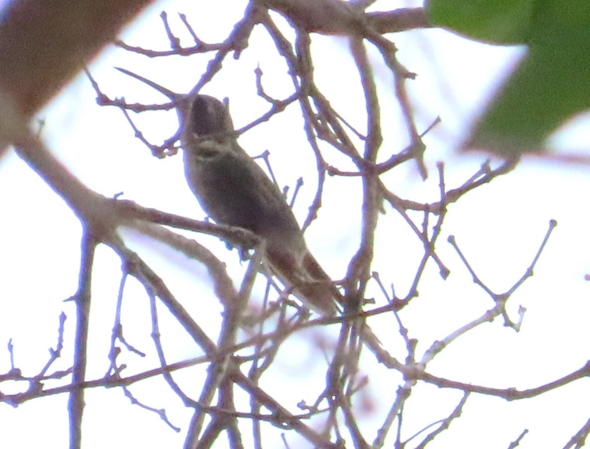 ub. kolibri (Trochilidae sp.) - ML620221206