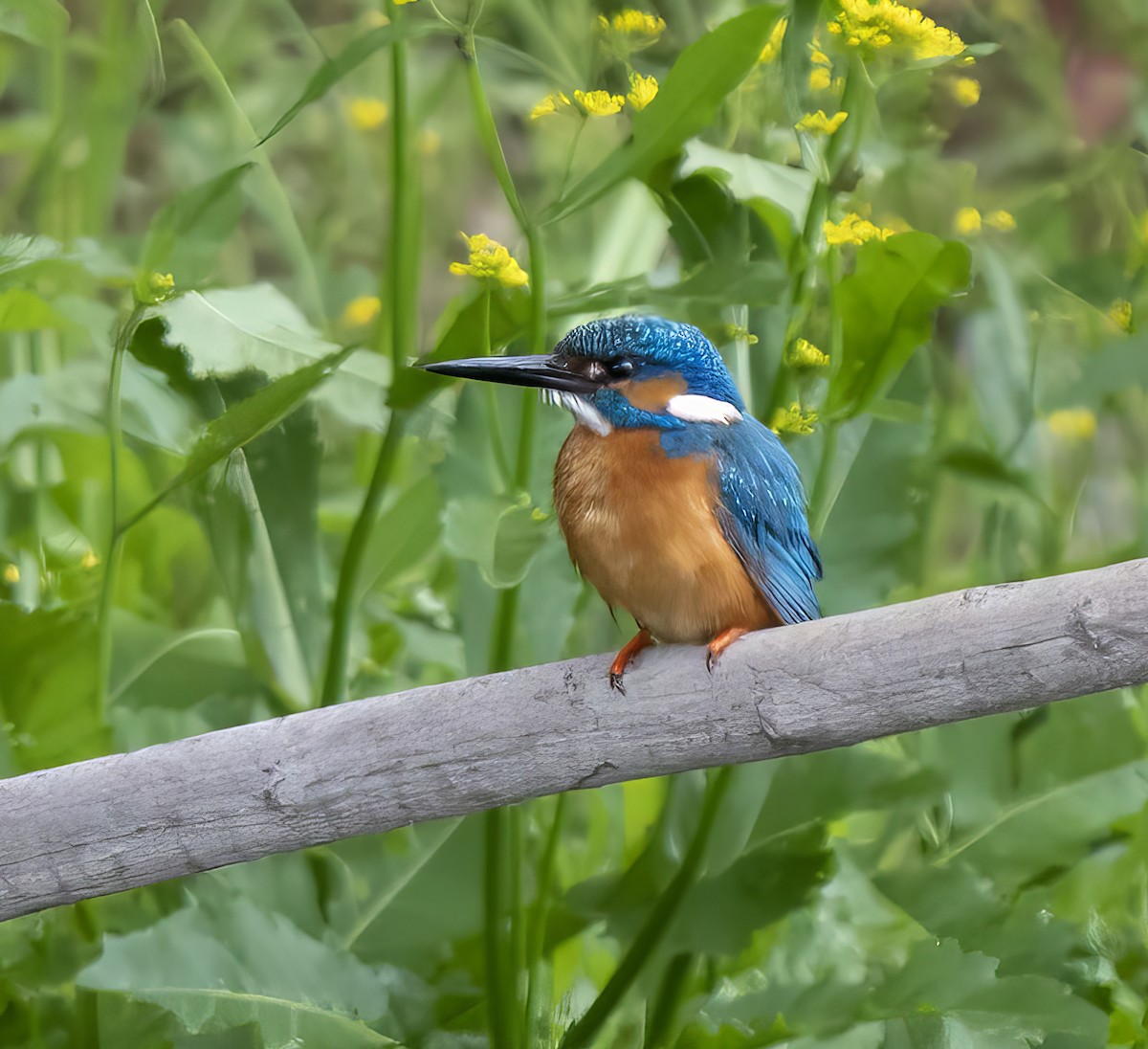 Martin-pêcheur d'Europe - ML620221215