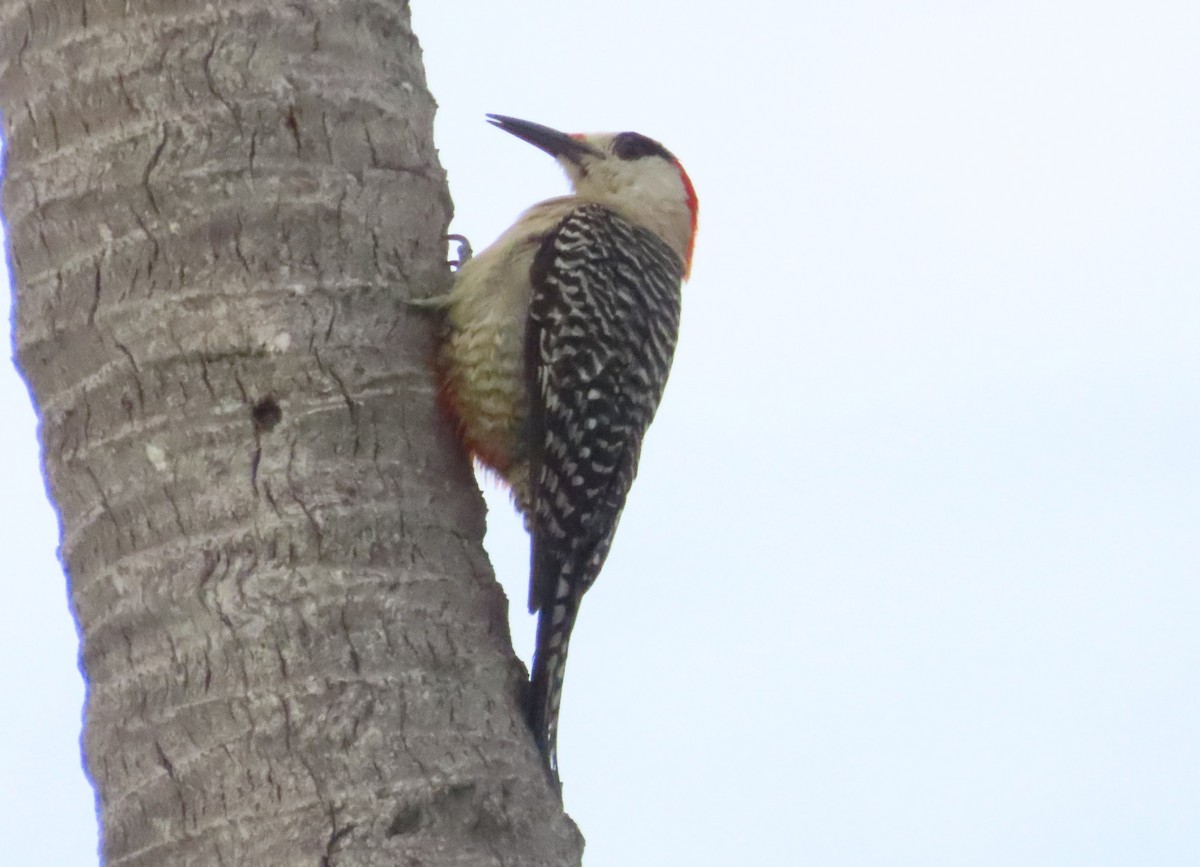 West Indian Woodpecker - ML620221217