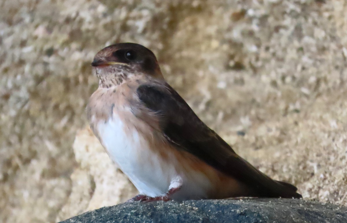 Cave Swallow - ML620221236
