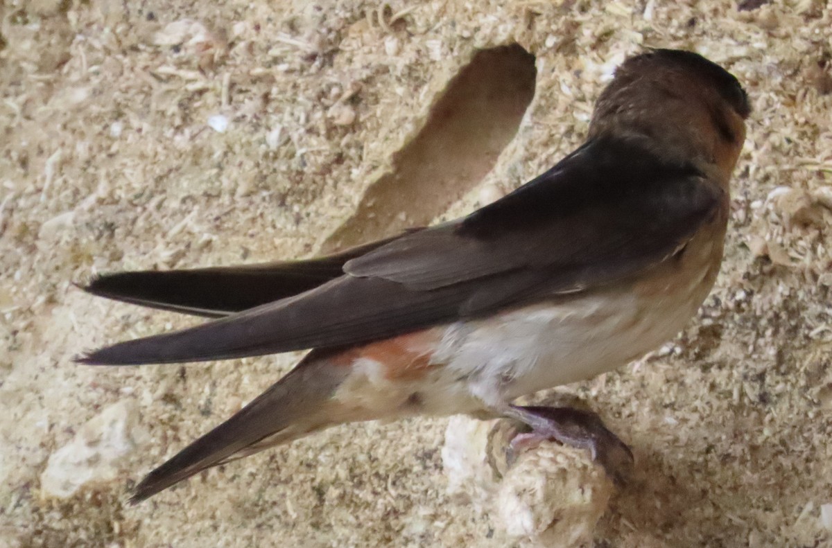 Cave Swallow - ML620221237