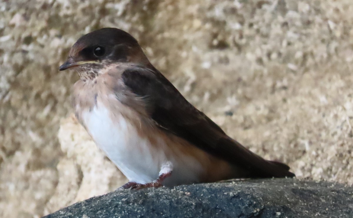 Cave Swallow - ML620221238