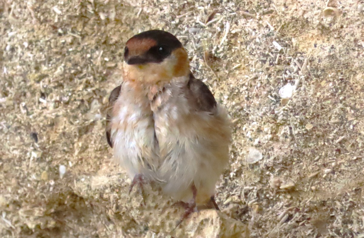 Cave Swallow - ML620221239