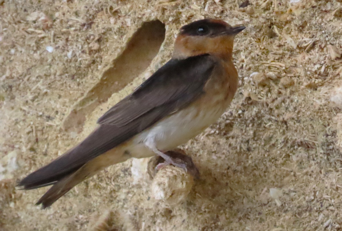 Cave Swallow - ML620221240