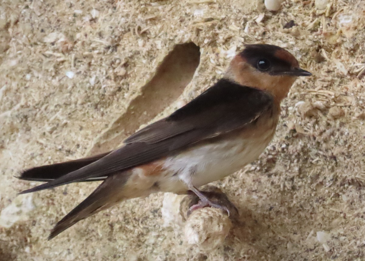 Cave Swallow - ML620221241
