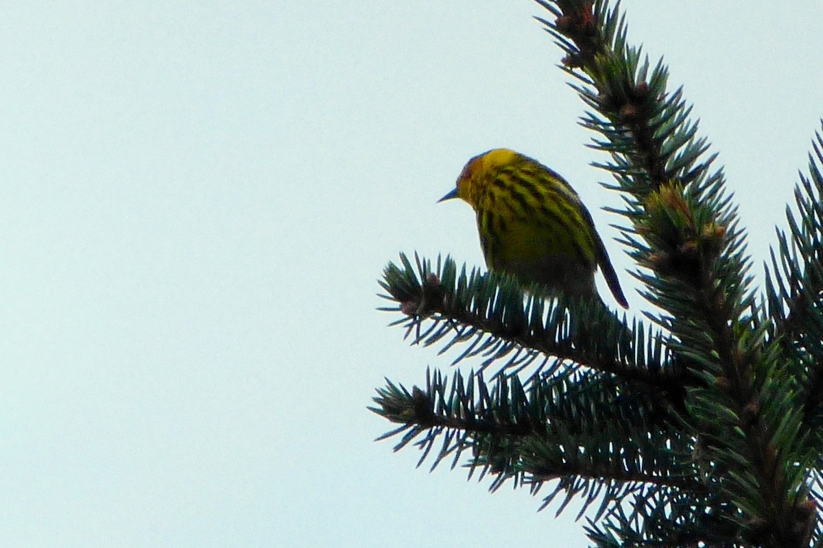 Cape May Warbler - ML620221249