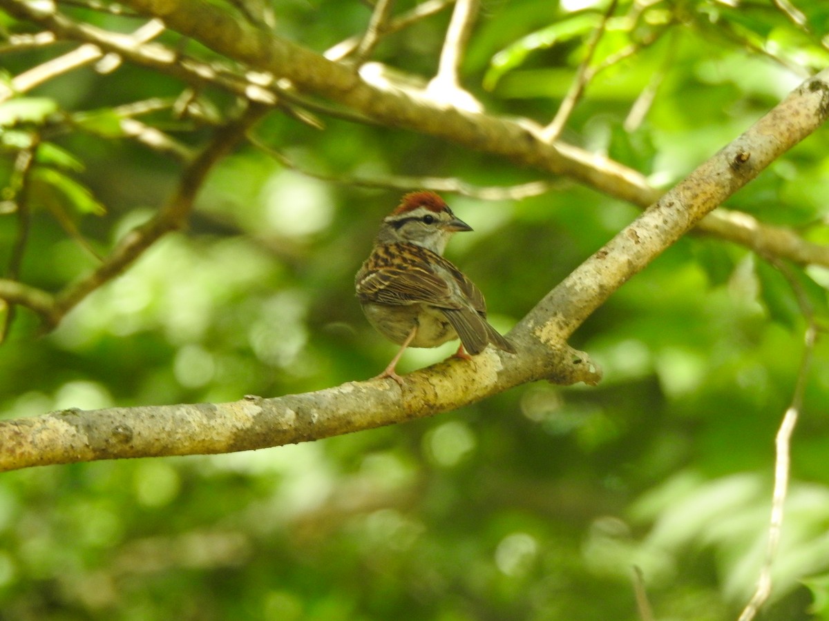 Chipping Sparrow - ML620221253