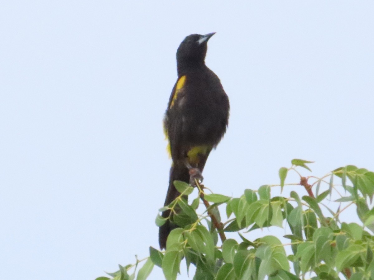 Oriole de Cuba - ML620221256