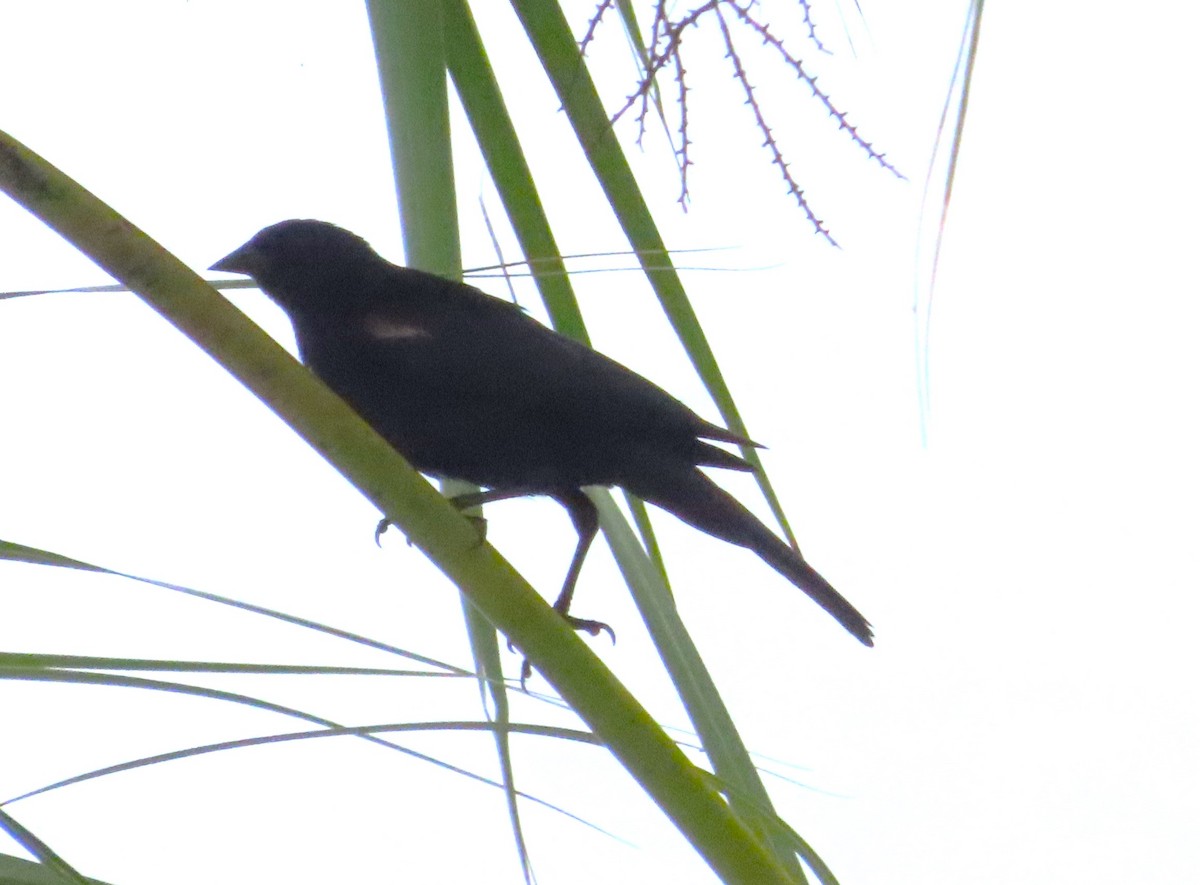 Tawny-shouldered Blackbird - ML620221264