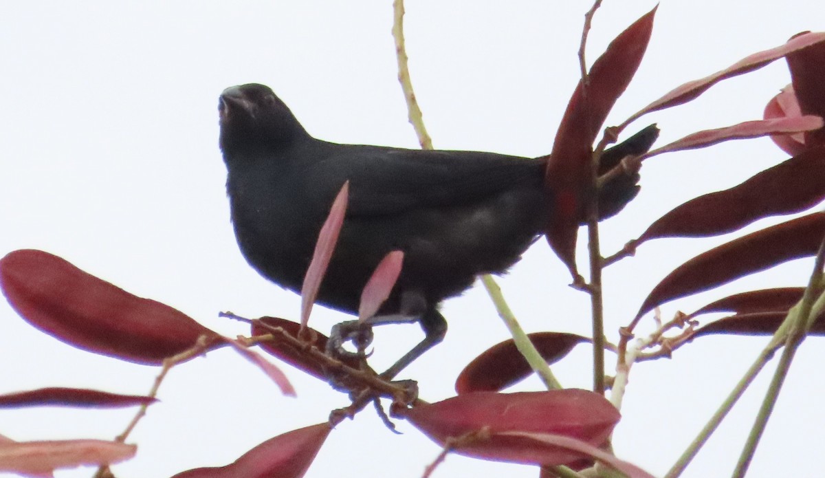 Cuban Blackbird - ML620221283