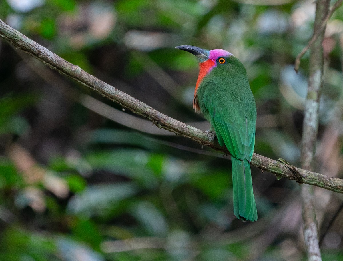 Red-bearded Bee-eater - ML620221285