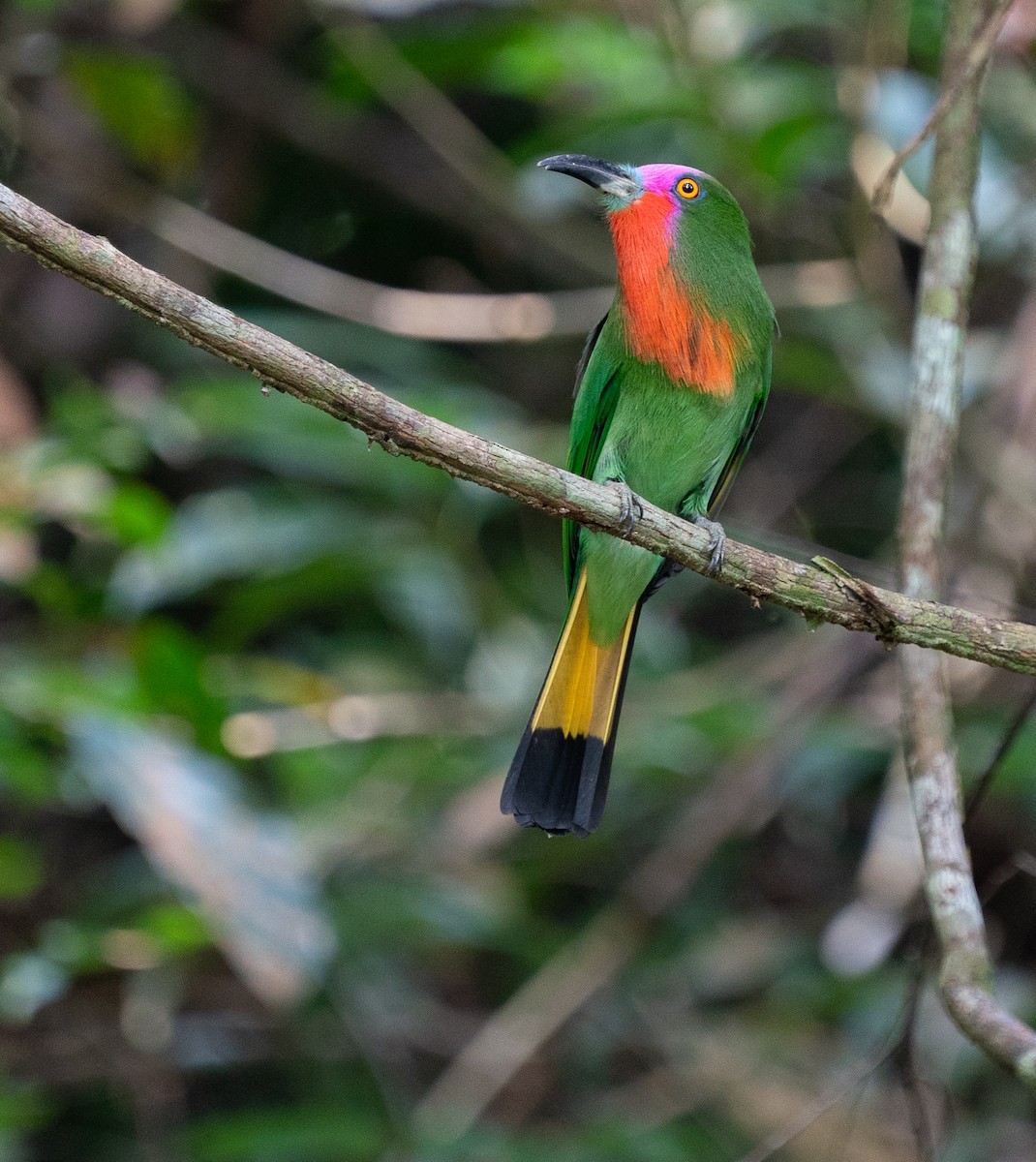 Abejaruco Barbirrojo - ML620221286