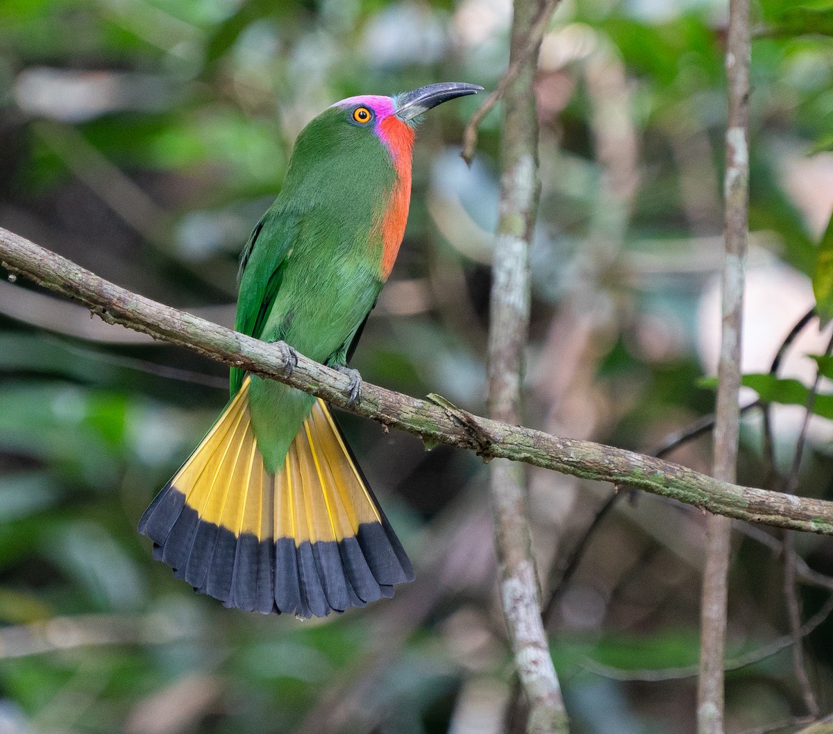 Red-bearded Bee-eater - ML620221288