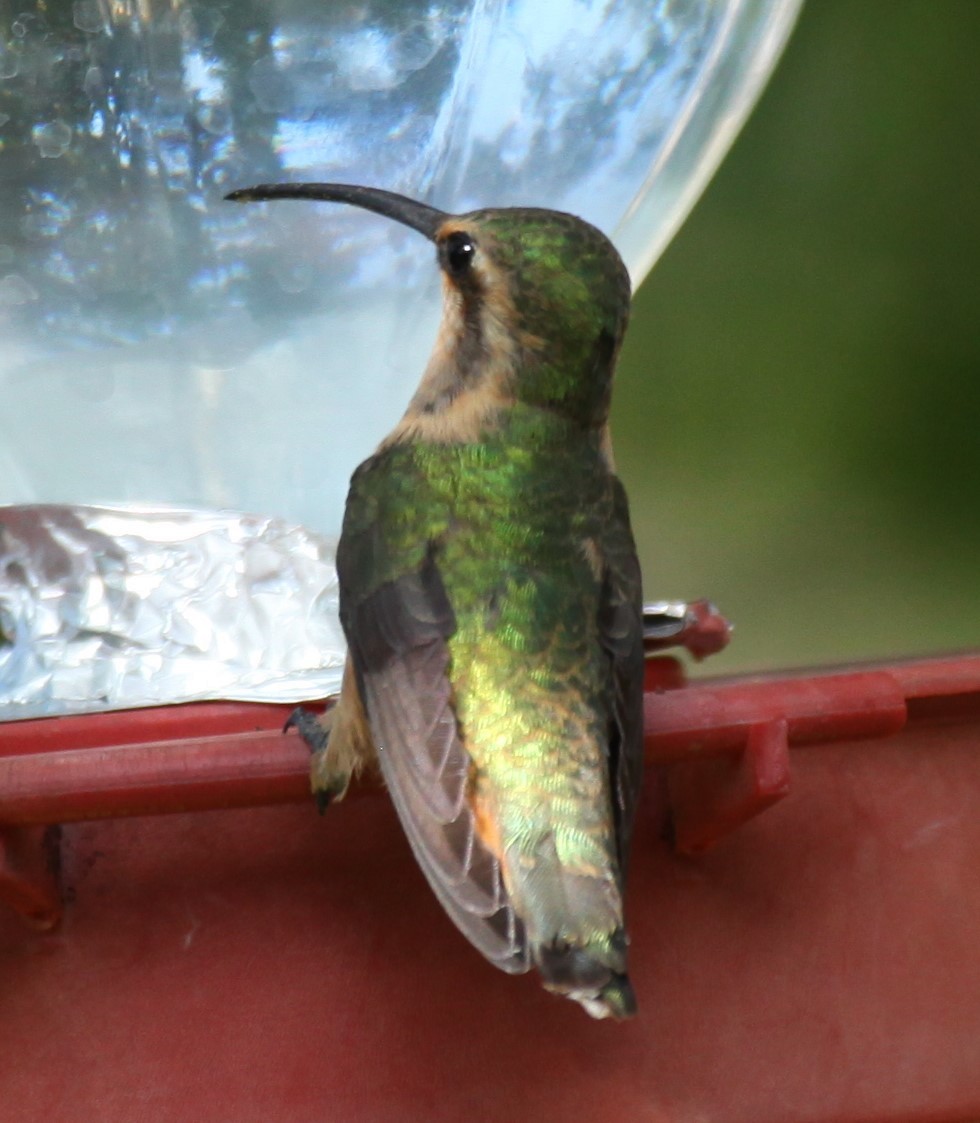 Lucifer Hummingbird - ML620221289