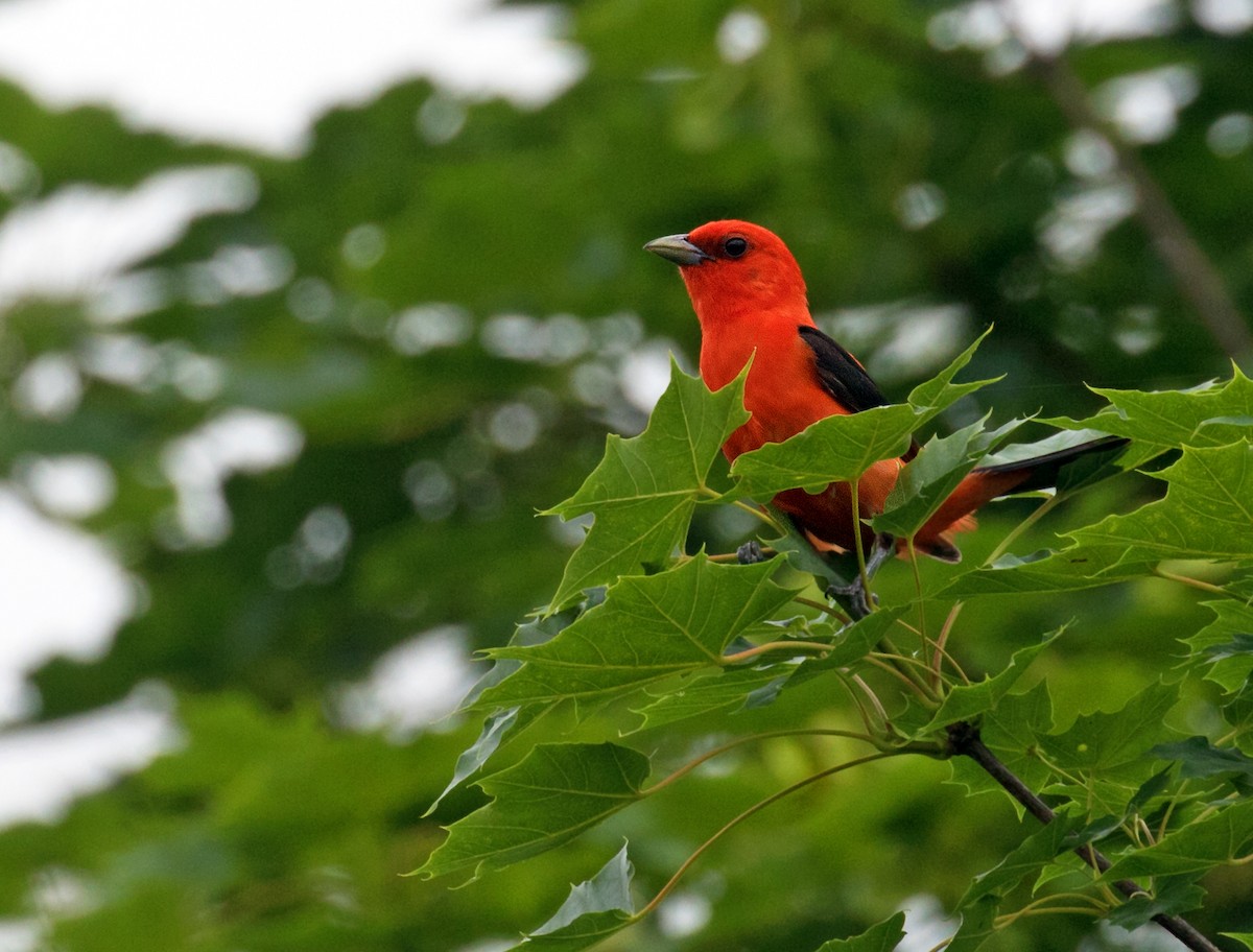 Scarlet Tanager - ML620221294