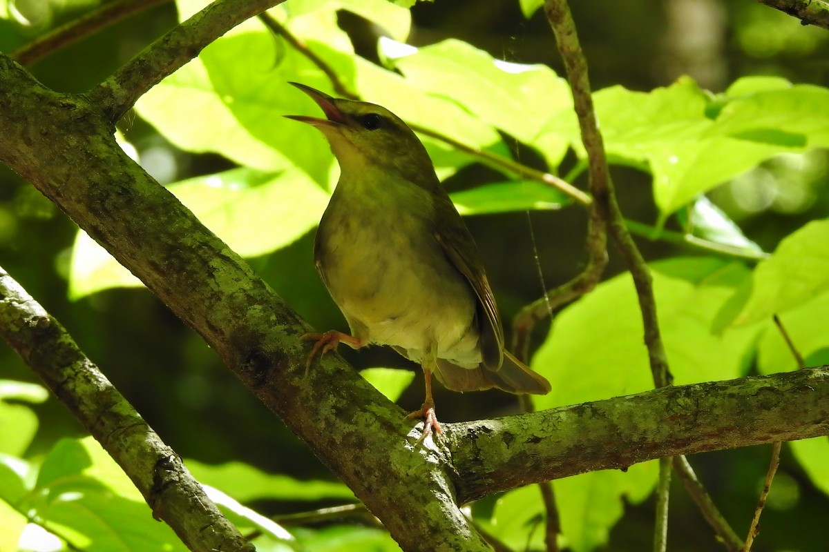 Swainson's Warbler - ML620221296