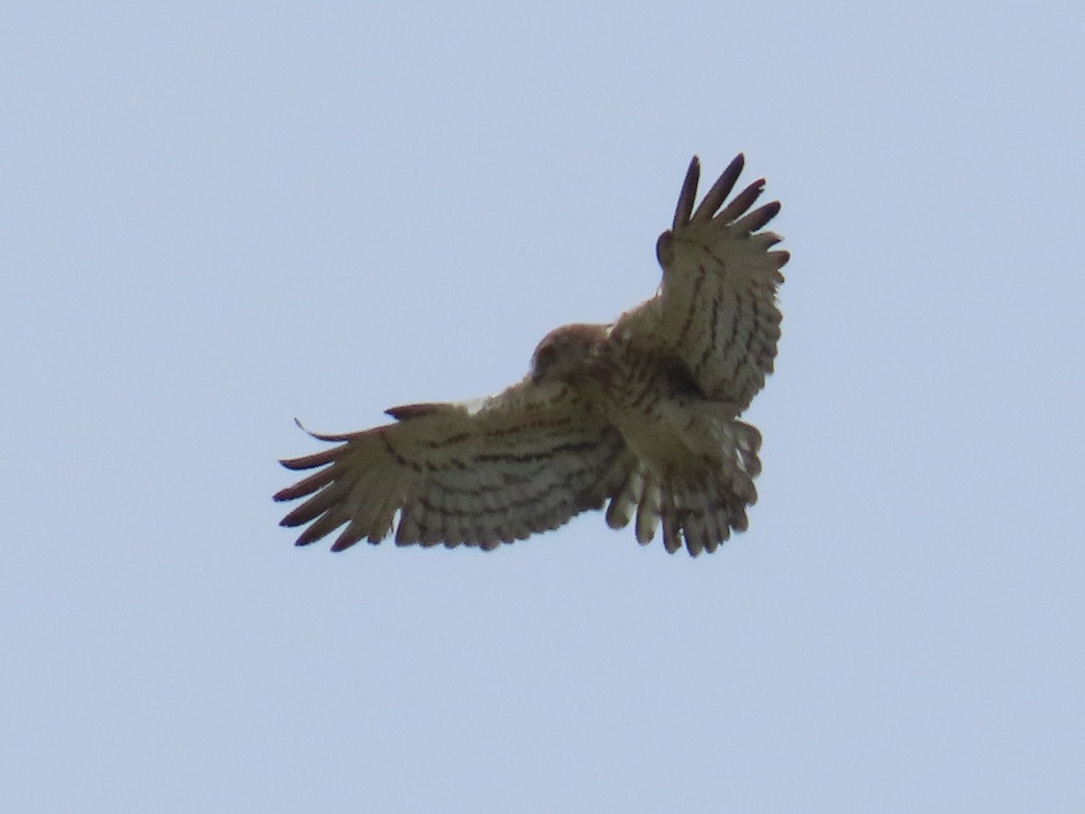 Short-toed Snake-Eagle - ML620221303