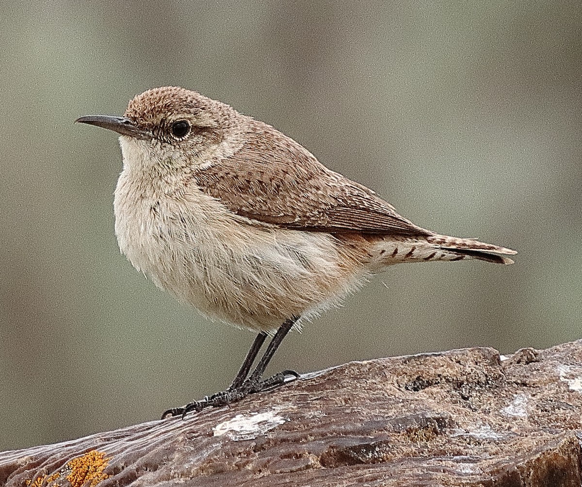 Rock Wren - ML620221309