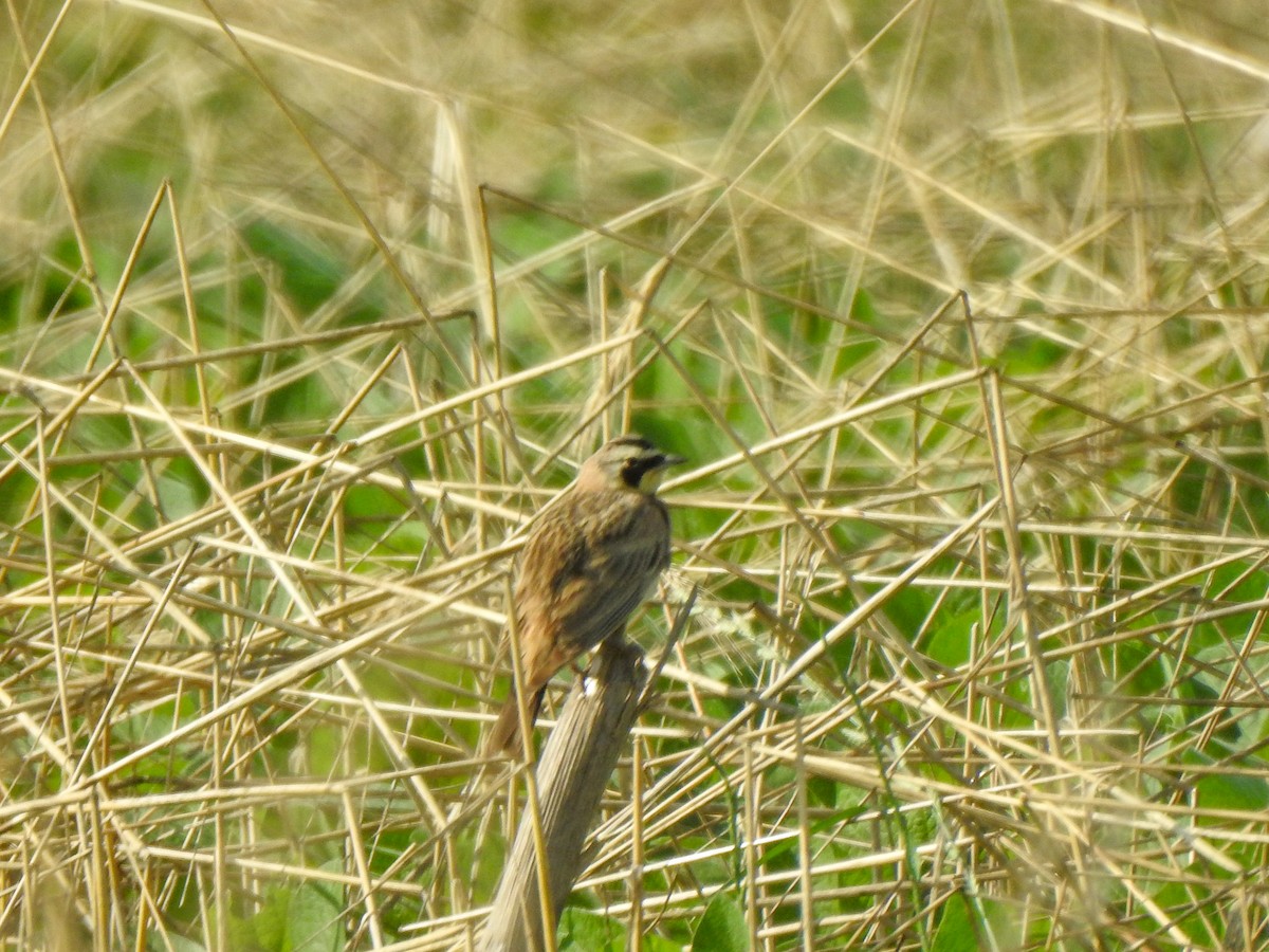 Horned Lark - ML620221312