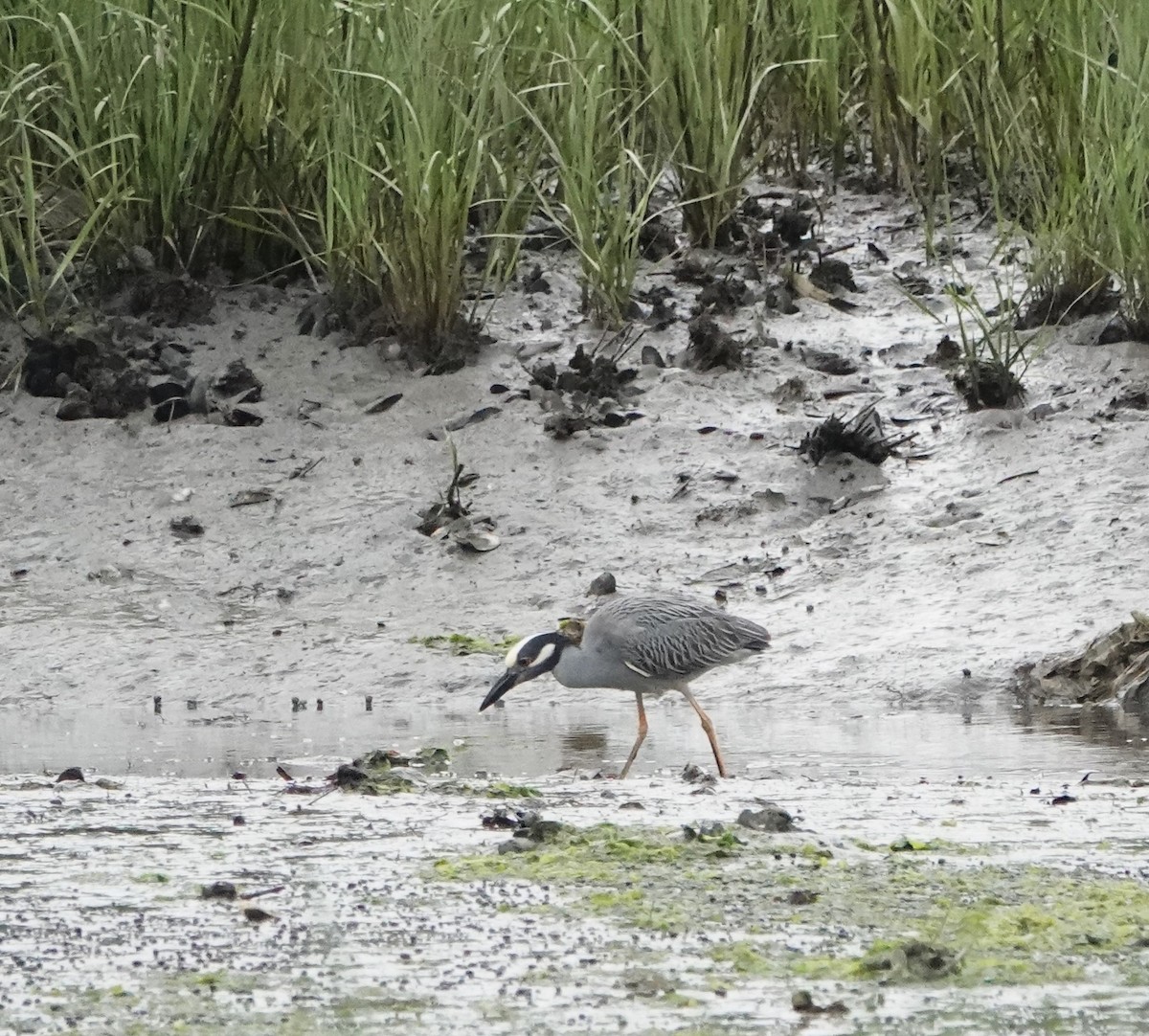 Yellow-crowned Night Heron - ML620221324