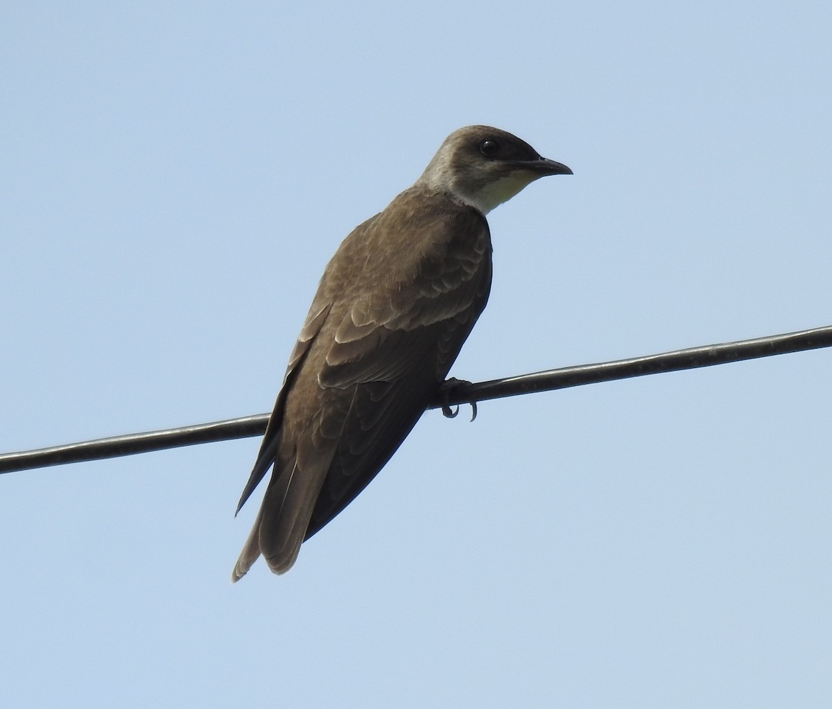 Brown-chested Martin - ML620221330