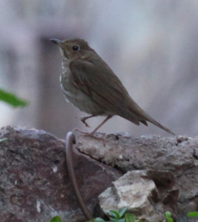 Swainson's Thrush - ML620221347