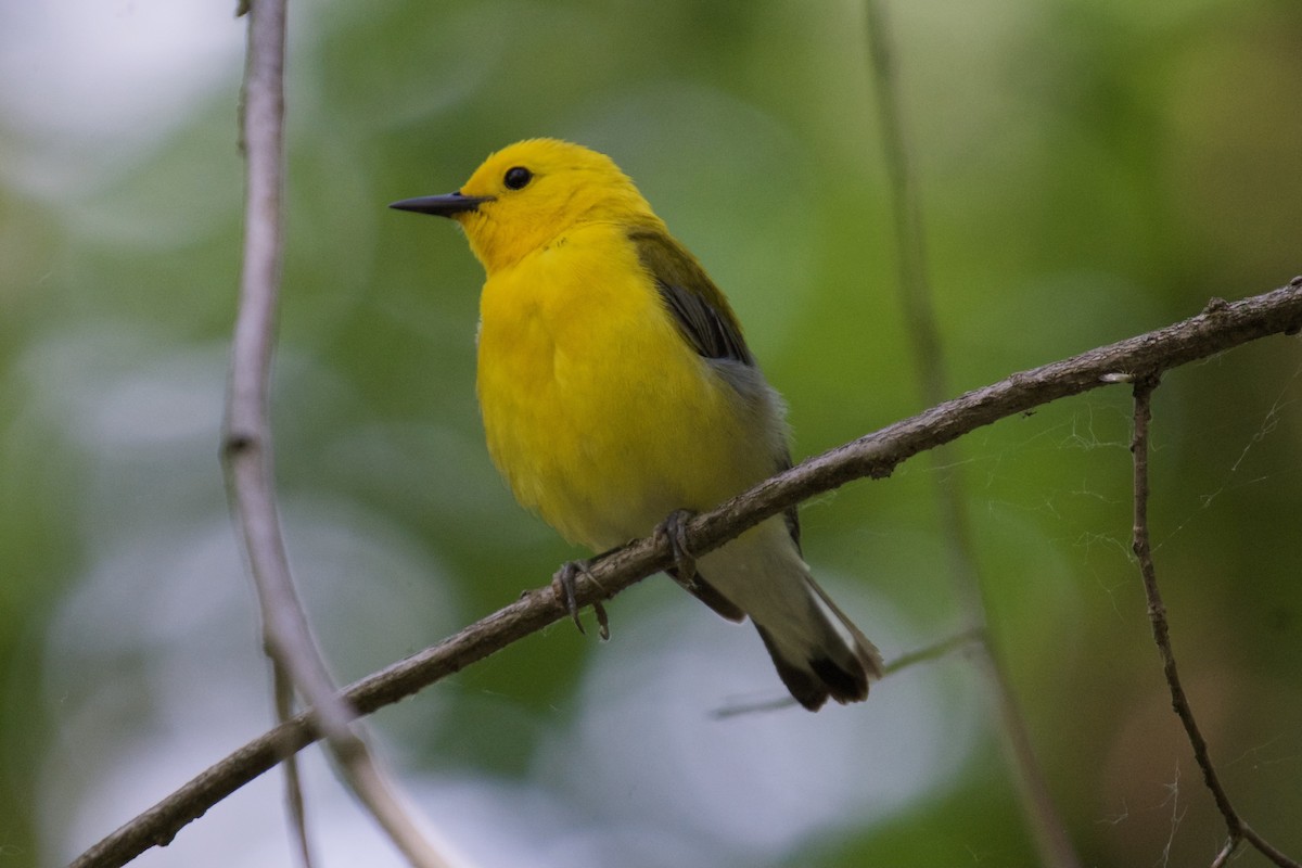 Prothonotary Warbler - ML620221350