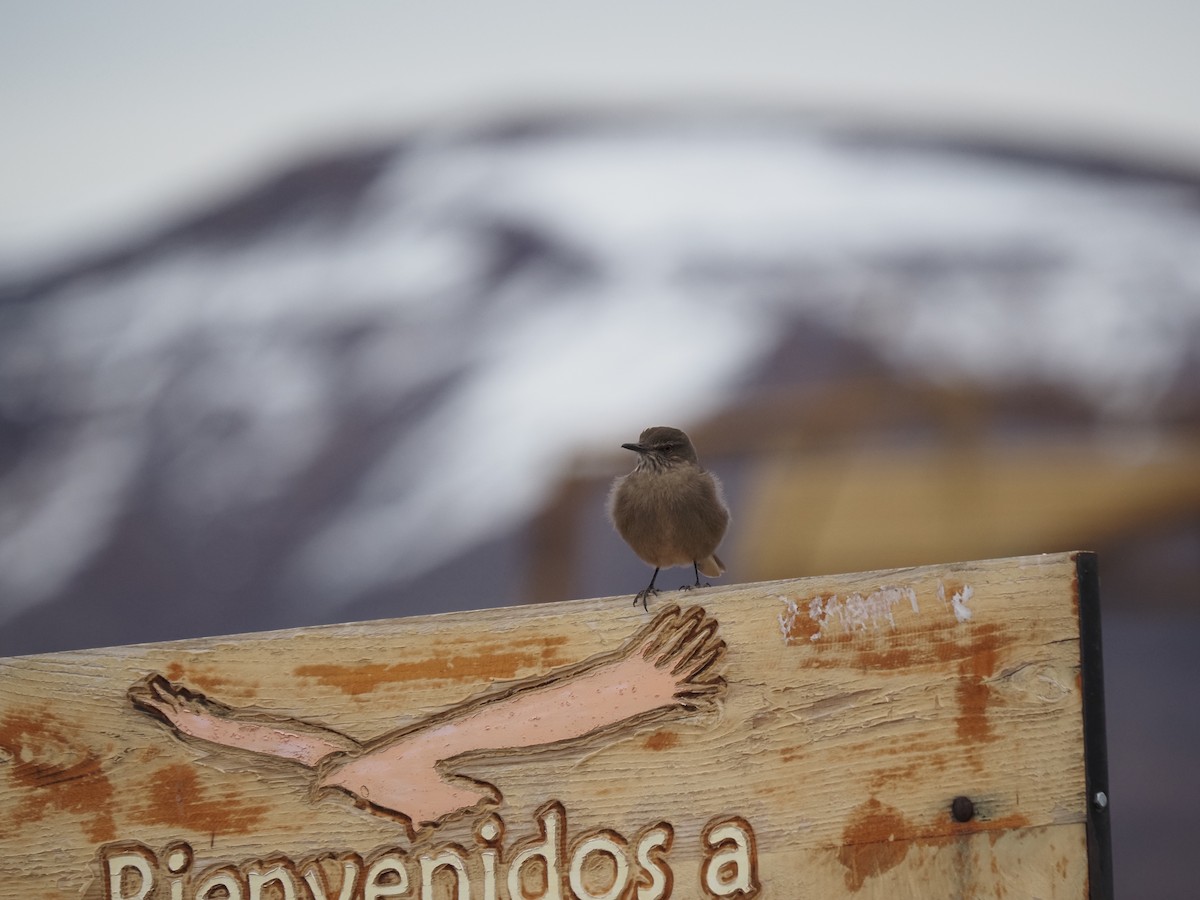 Black-billed Shrike-Tyrant - ML620221356