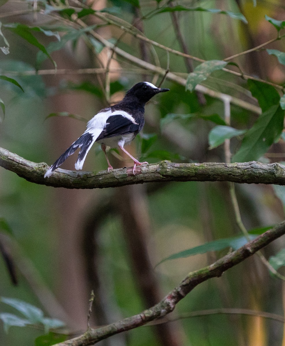White-crowned Forktail - Jake Gearty