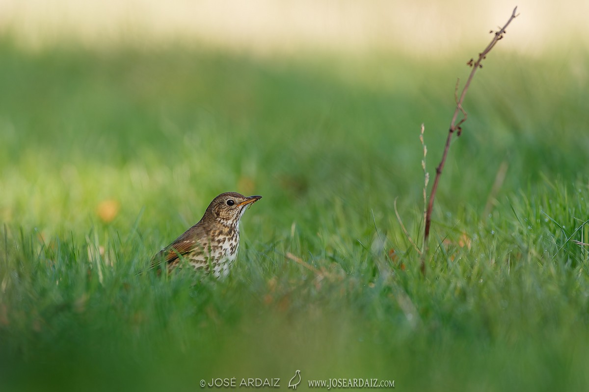 Song Thrush - ML620221378