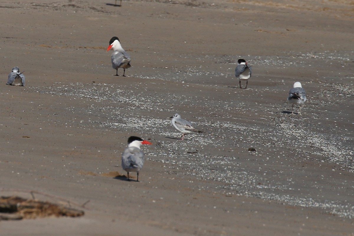 Bonaparte's Gull - ML620221380