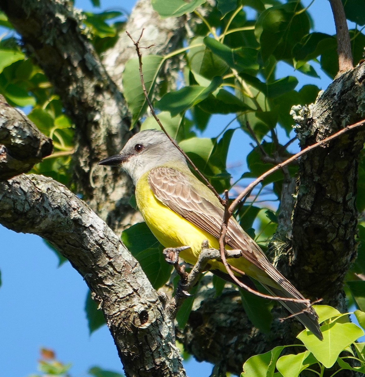 Couch's Kingbird - ML620221385