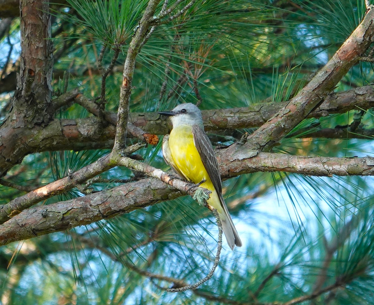 Couch's Kingbird - ML620221386