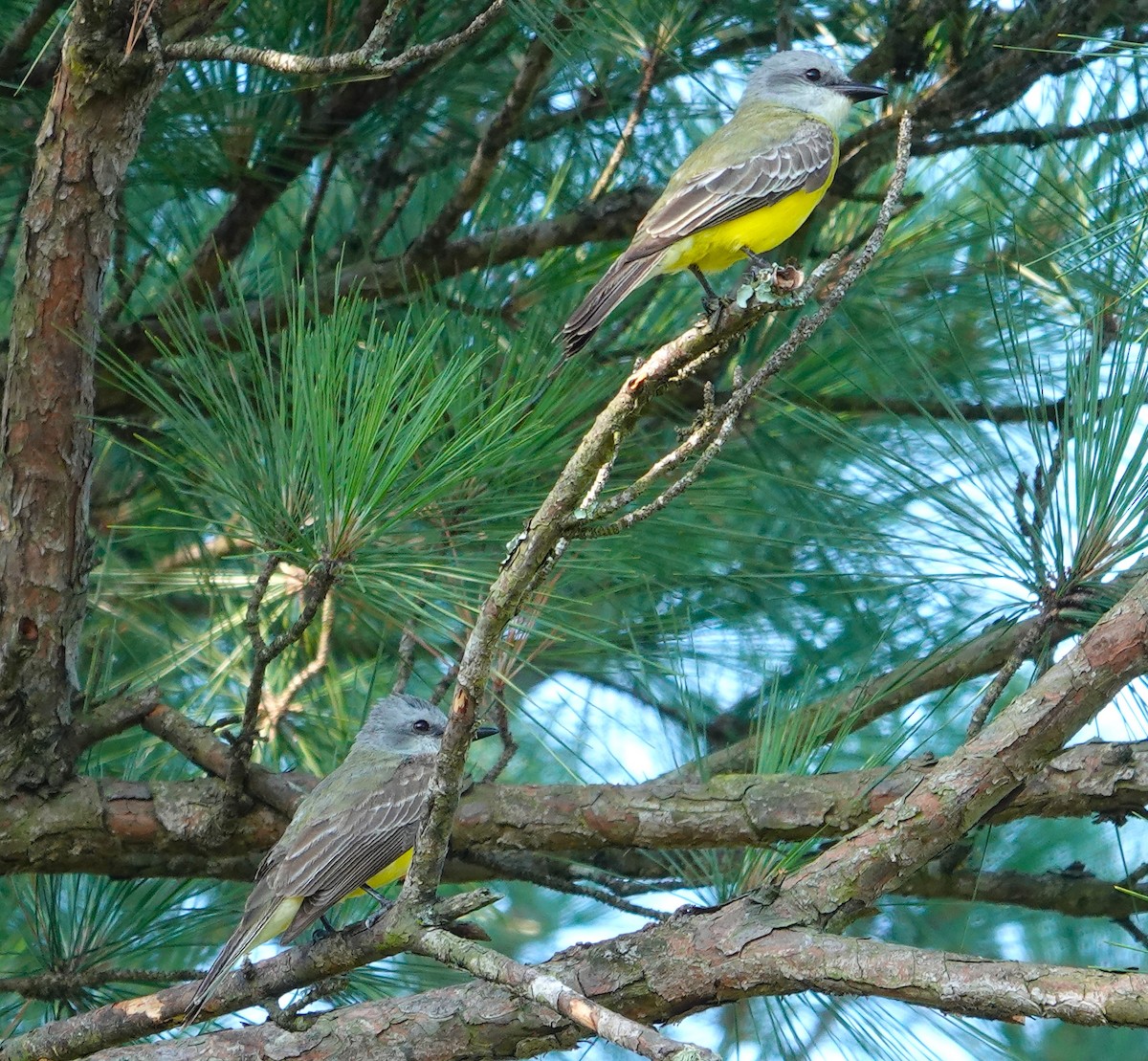 Couch's Kingbird - ML620221387