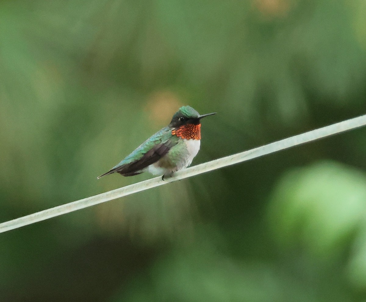Ruby-throated Hummingbird - ML620221391
