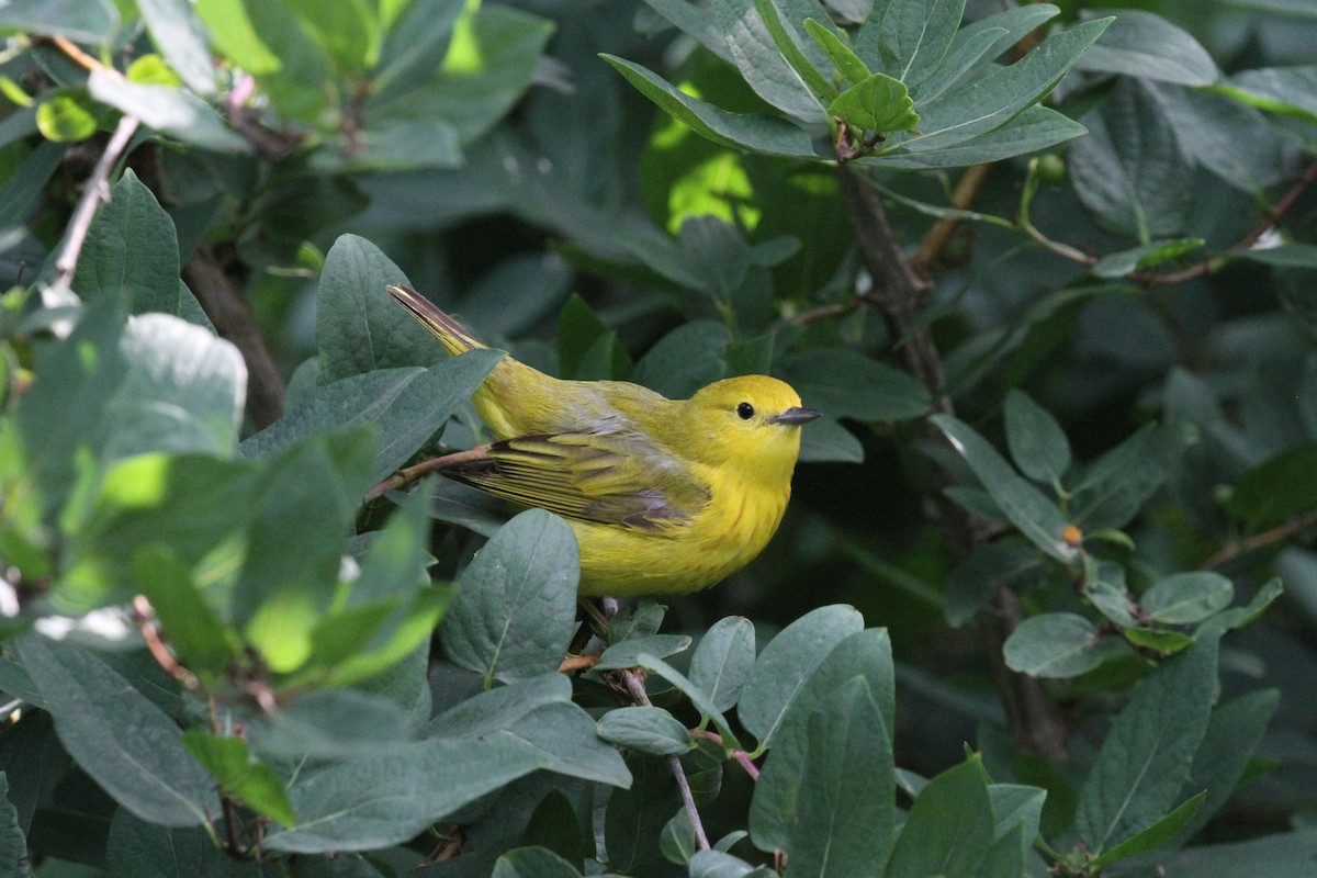 Yellow Warbler (Northern) - ML620221392