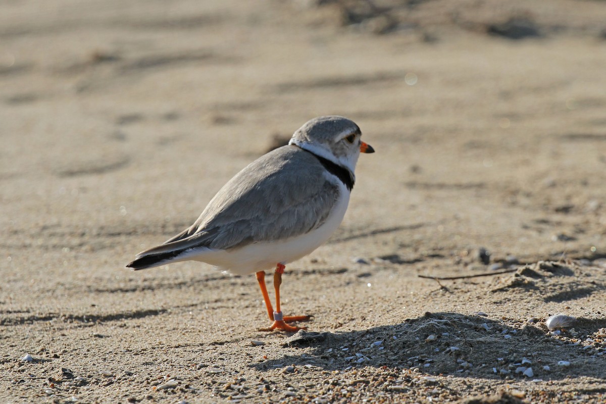 Piping Plover - ML620221394