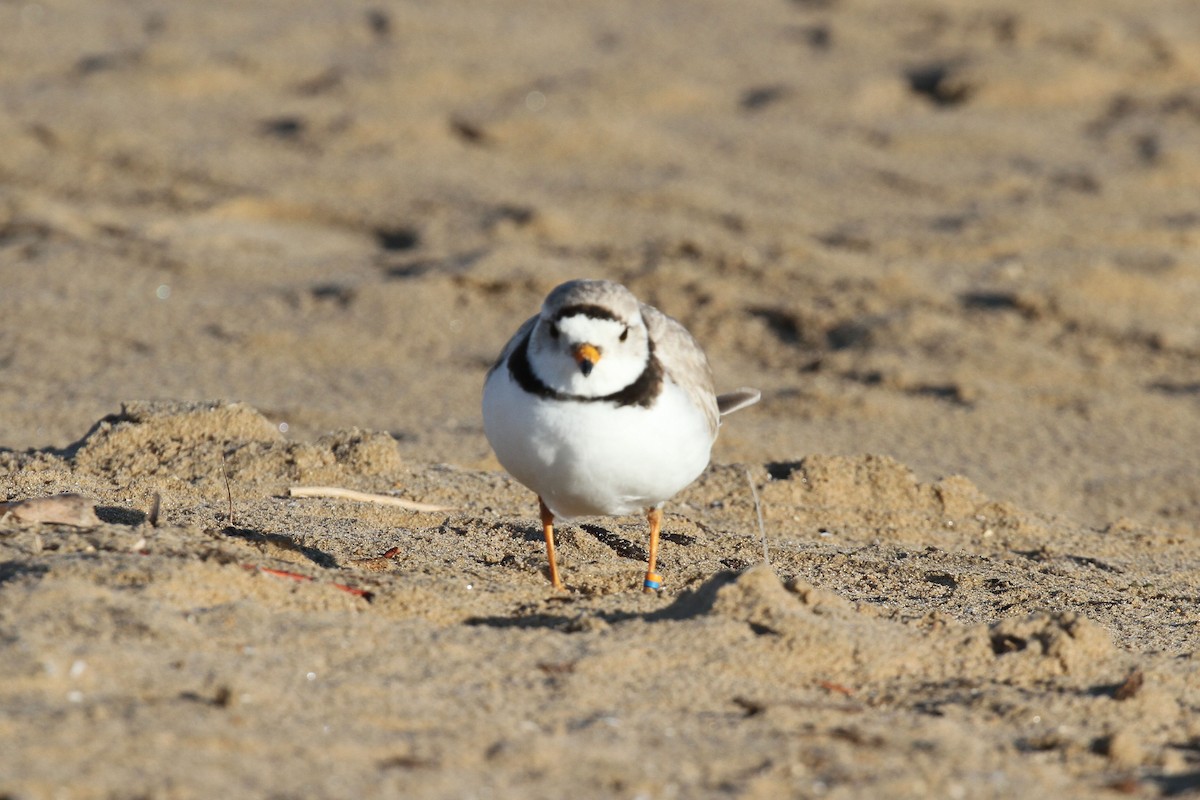 Piping Plover - ML620221396