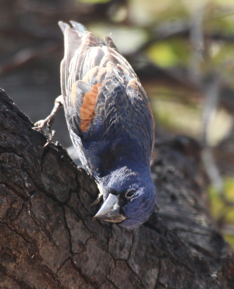 Blue Grosbeak - Ken Lamberton