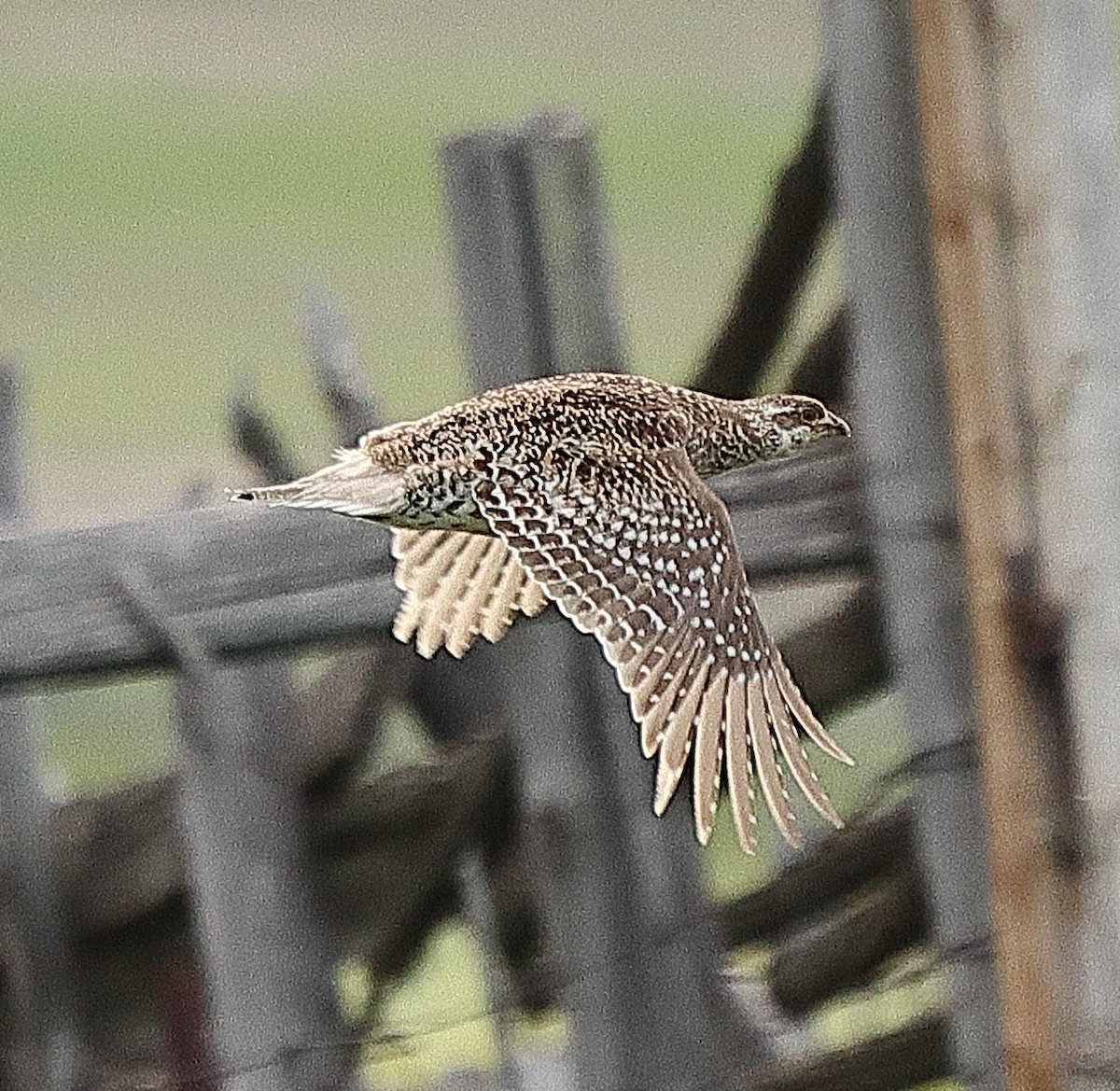 Sharp-tailed Grouse - Brian Cox