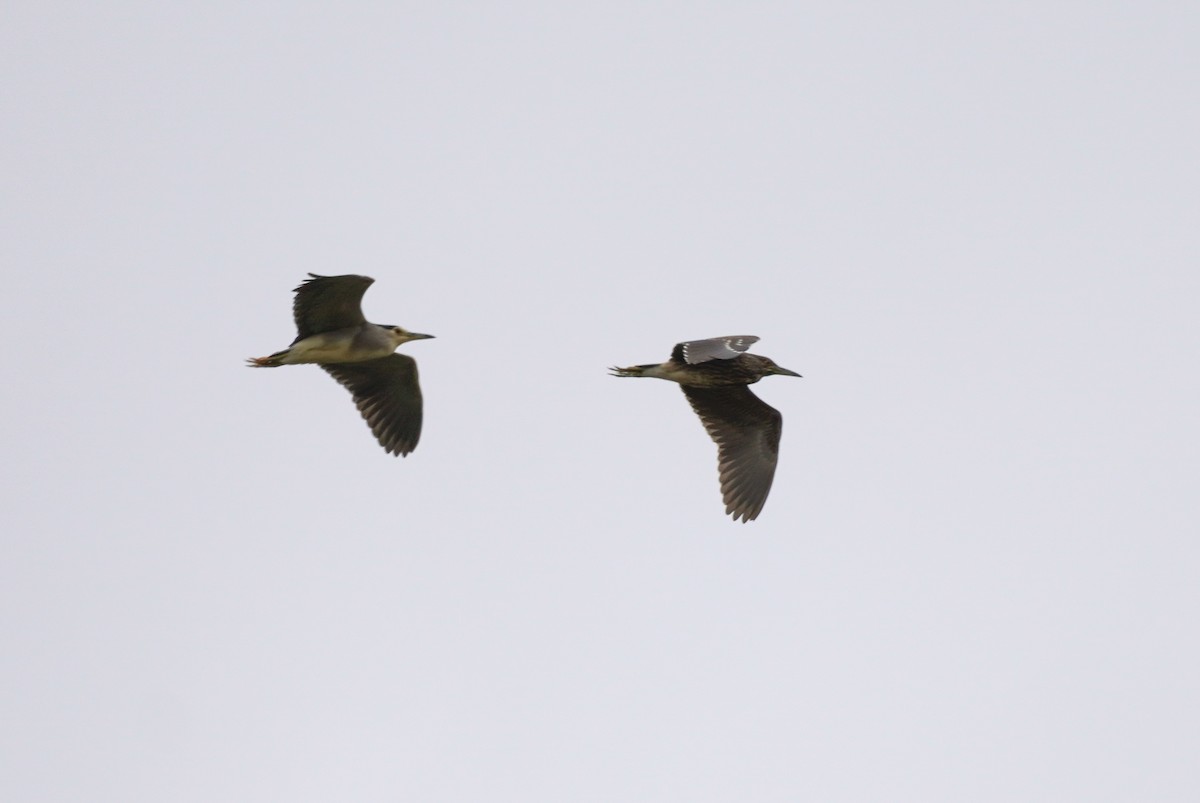 Black-crowned Night Heron - ML620221442