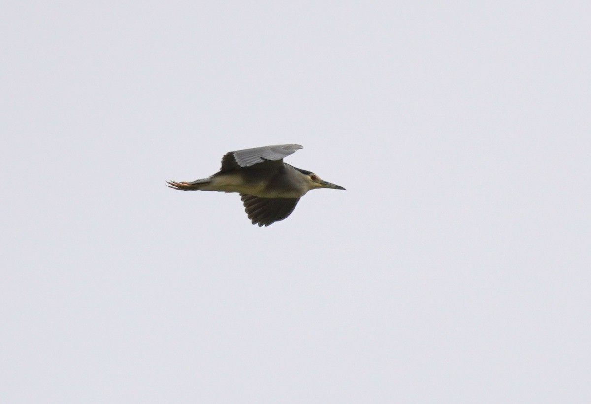 Black-crowned Night Heron - ML620221443