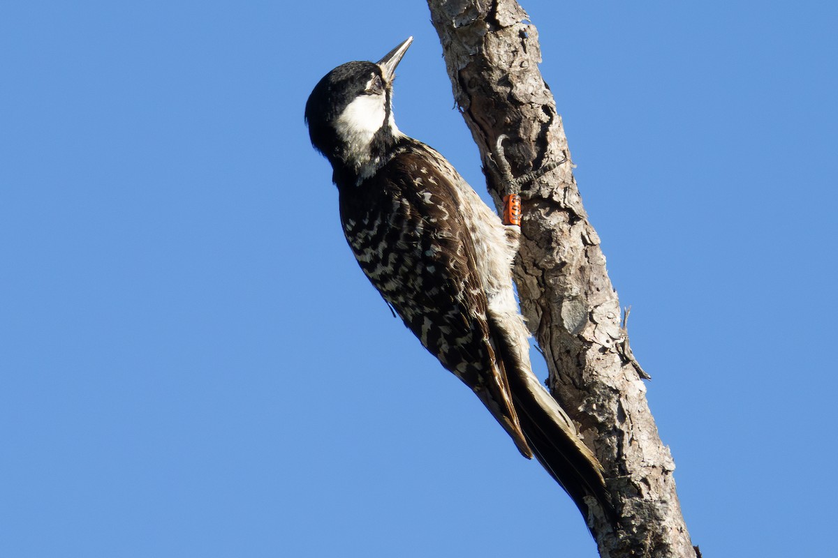 Red-cockaded Woodpecker - ML620221449