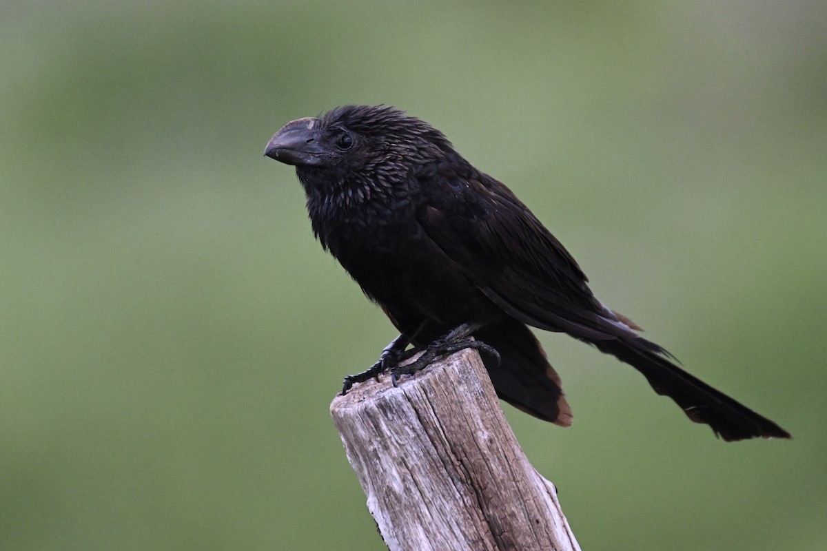 Smooth-billed Ani - ML620221451