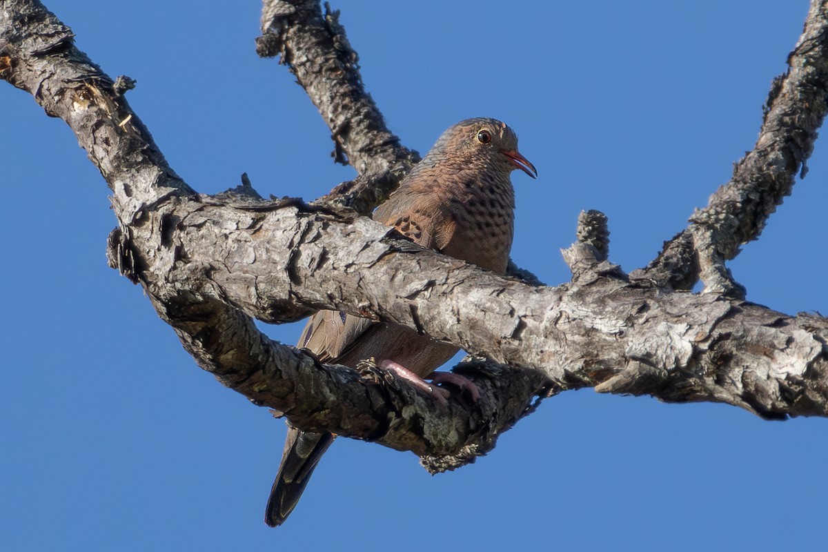 Common Ground Dove - ML620221455