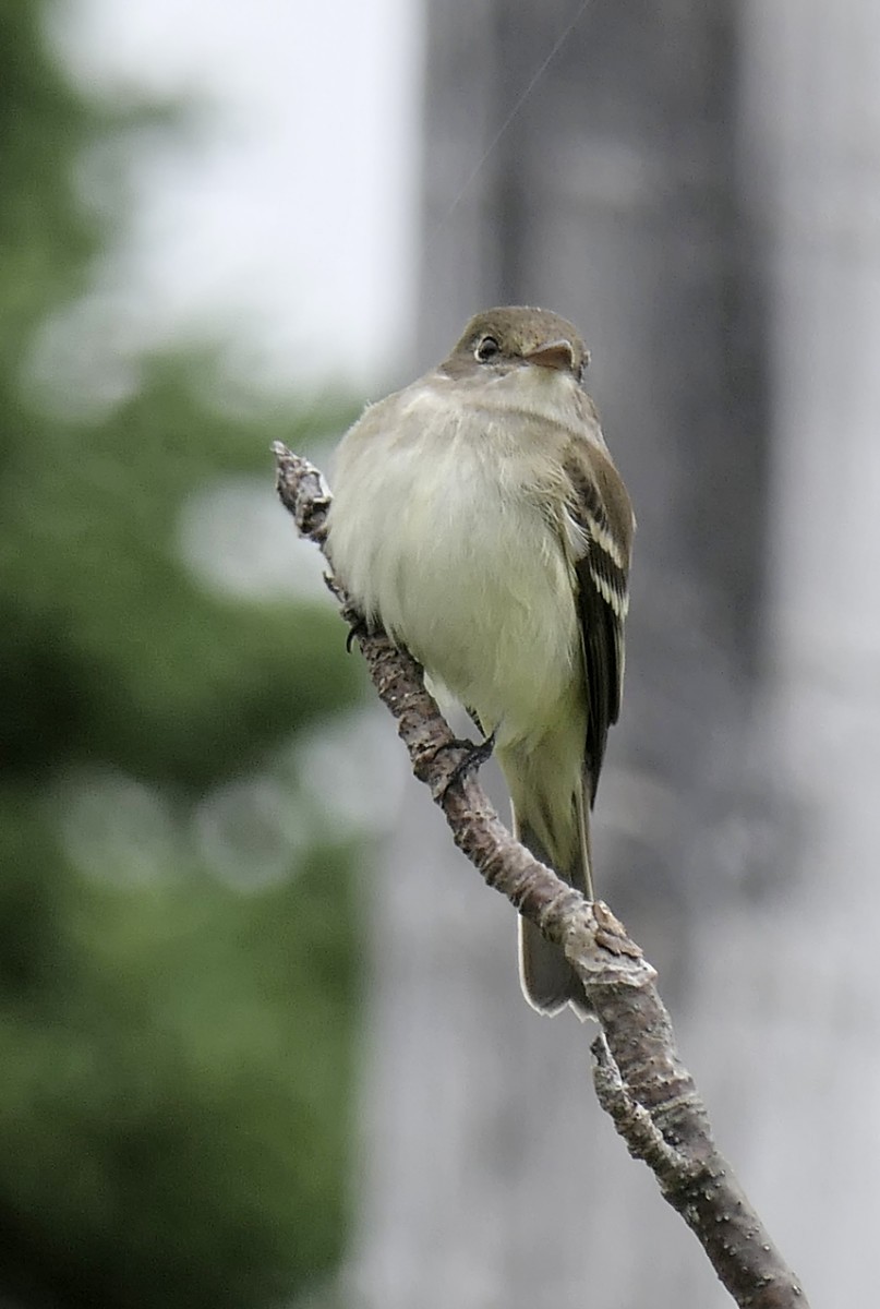 Alder Flycatcher - ML620221463